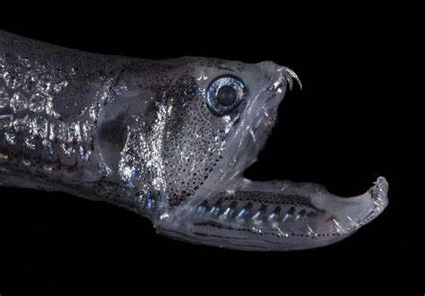 Dragonfish million  Though this small fish is only six inches in length on average, it