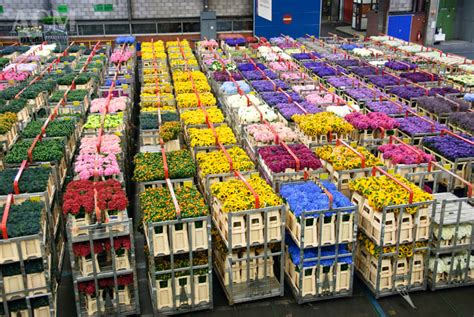 Dutch flowers wholesale O