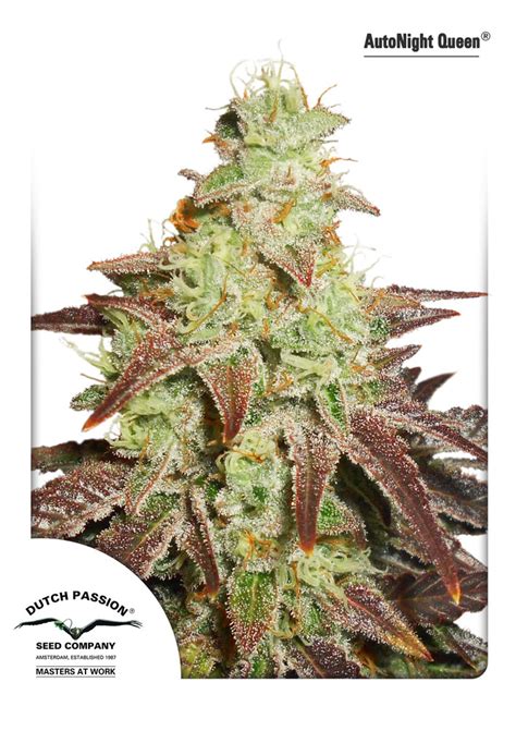 Dutch passion night queen auto review  Strains: Dutch Passion Auto Night Queen harvest10 by Ramtz369