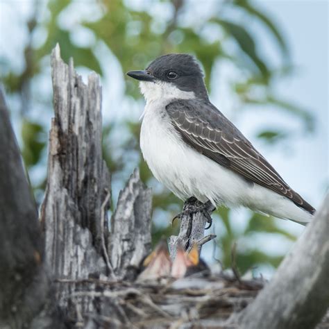 Eastern kingbird male vs female The best way to determine the gender of a box turtle is by looking at the length of its claws, the shape of the shell, the color of the eyes, the length of the tail, the position of the cloaca, and the shape of the snout