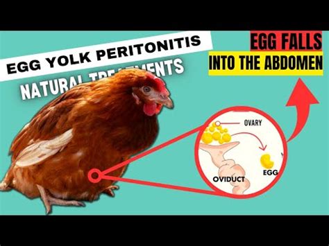 Egg yolk peritonitis pictures Signs of illness include: lack of appetite, weakness, respiratory distress, lethargy, looking tatty and yellow colored poop