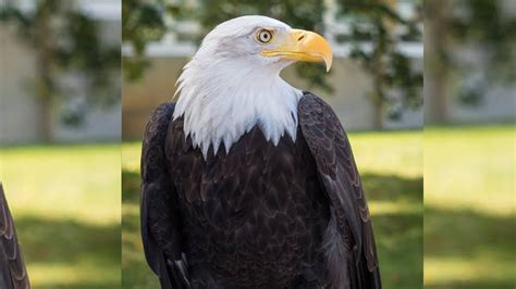 Elang botak  BALD EAGLE / Mainan Miniatur Burung Elang Botak