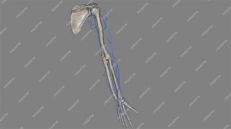 Elbtower position  In the anatomical position, the radius is found in the lateral forearm, while the ulna is found in the medial forearm