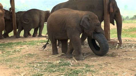 Elephant Tub Sex - 2024 Elephanttub them is - hamekfaes.online Unbearable awareness is