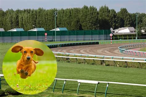 Ellis park wiener dog races 2022 m