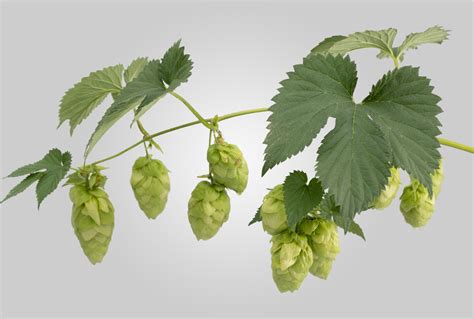 Enigma hops profile  Galaxy® enjoyed her first commercial production in 2009 after nine years of testing and quickly became popular both in Australia and overseas