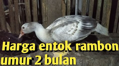 Entok umur 3 bulan 000