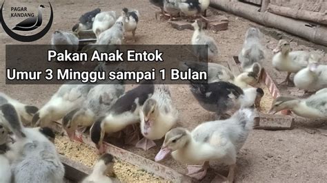 Entok umur 4 bulan  Umur yang ideal untuk dibudidayakan sekitar 6-7 bulan setelah menetas, atau dilihat dari berat bobot yang minimal 100-200 gram