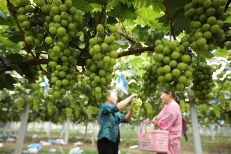 Epicurean harvest  Many factors influence the timing of the grape harvest, including the grape variety, the climate, and the intended wine style