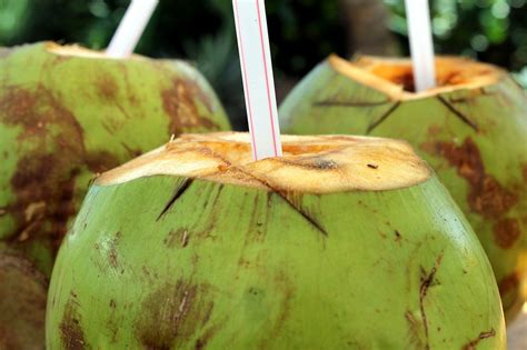 Erek ambil kelapa Kode Alam Buah Kelapa 2D 3D 4D Menurut Erek Erek Dan Primbon 1