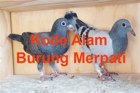 Erek burung merpati  Angka togel jitu dan arti mimpi melihat sarang burung merpati murung , menurut tafsir islam, bagi anda yang mengalami