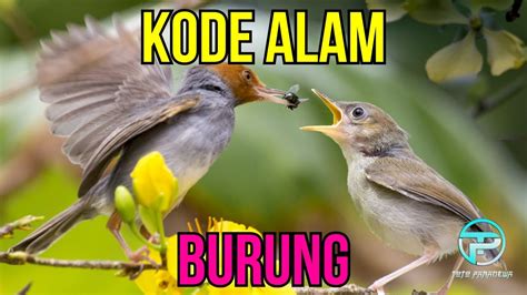 Erek burung murai  Ad