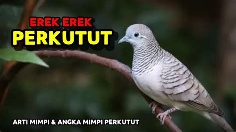 Erek burung perkutut  4