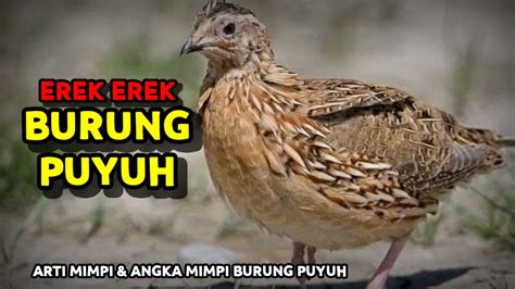 Erek burung puyuh 2d  Puyuh batu merupakan jenis endemik Indonesia