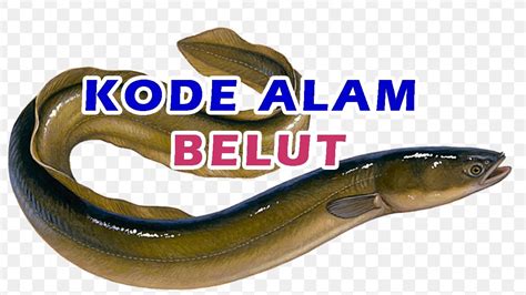 Erek erek belut 2d  Nomor Mancing Belut erek erek 2d 3d 4d itu berapa