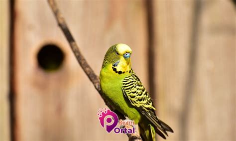 Erek erek burung parkit Burung parkit bisa menelurkan 2-3 butir setiap tahun, tergantung seberapa sering burung berkembang biak