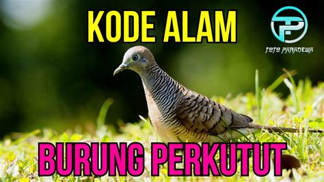 Erek erek burung perkutut 2 kode alam burung gagak di erek erek 2d 3d 4d