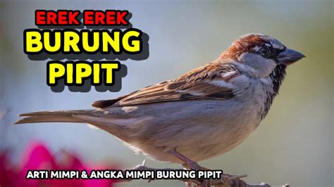 Erek erek burung pipit Hal ini dikarenakan oleh anda yang akan segera mendapatkan kejutan yang besar di dalam kehidupan anda