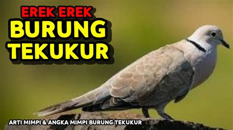 Erek erek burung tekukur Dalam buku mimpi erek erek burung banyak sekali penafsiran terkait mimpi burung ini, diantaranya burung masuk