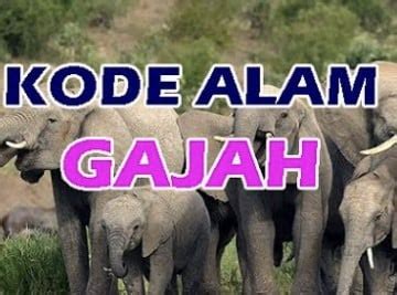 Erek erek gajah  Namun, erek erek gajah lebih terkenal dengan kepercayaan bahwa melihat gajah di dalam mimpi atau di kehidupan nyata adalah pertanda buruk