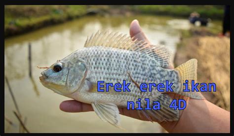 Erek erek ikan kecil  Prediksi angka jitu 2D