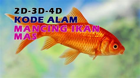 Erek erek ikan mas  2D = 12 – 23