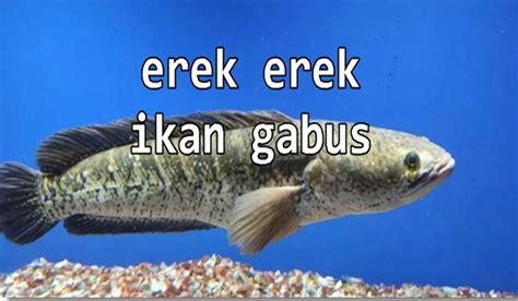 Erek erek jaring ikan 2d  HOME;