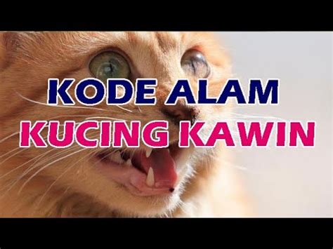 Erek erek kucing kawin  Breaking News