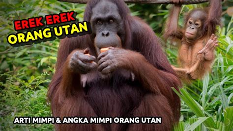 Erek erek orang utan  Angka jitu dengan mimpi melihat orang gila di Pasar adalah 2D (55-80)