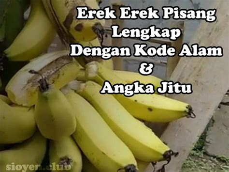 Erek erek pisang goreng  Menurut kitab mujarobat serta erek-erek mimpi menjelaskan kalau makna mimpi makan pisang goreng ini bakal mendapat info bagus