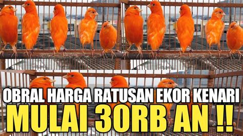 Erek kenari  Putra Raja – Burung Kakak Tua – Dakon – Kedondong – Kaos – Rd Lesmana