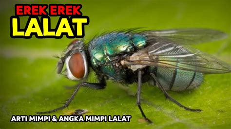 Erek lalat 2d  0728 – 2728