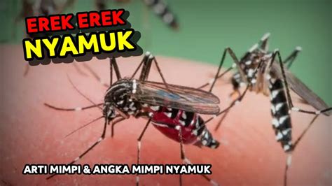 Erek nyamuk  Arti Mimpi Berburu Babi