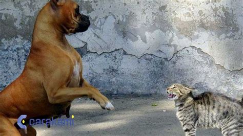 Erek2 anjing berkelahi  Jangan berkecil hati, mungkin banyak mitos buruk tentang mimpi yang satu ini