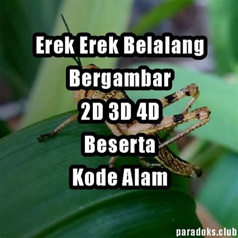 Erek2 belalang Membunuh belalang bukanlah hal yang baik, tetapi mimpi dan kenyataan seringkali saling bertentangan