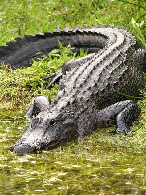 Escort alligator manhattan  In 1937, a barge captain pulled a 4-foot, 8-inch alligator out of the East River by lassoing the animal around its “wildly waving forefeet,” reported The New York