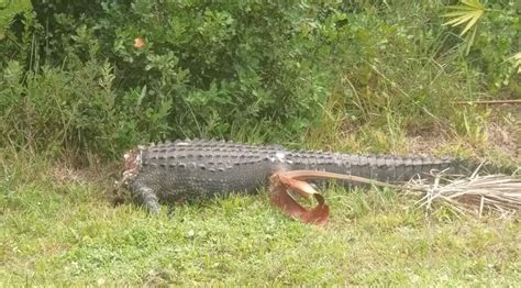 Escort alligator sarasota fl  Mon