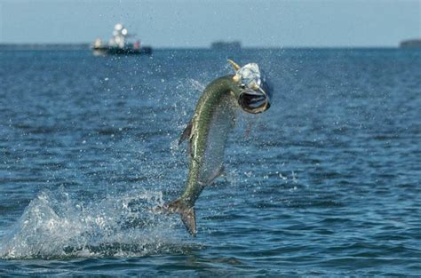 Escort fish tarpon Captain Jimmy took us down the Anclotte River and into the quaint fishing town of Tarpon Sprongs-great time with knowledgable crew! A must do when you are in the Tampa Bay area