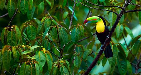 Escorted tour costa rica p