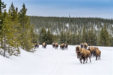 Escorted winter tours to yellowstone national park  Conditions permitting, most park roads will open to oversnow travel by snowmobile and snowcoach