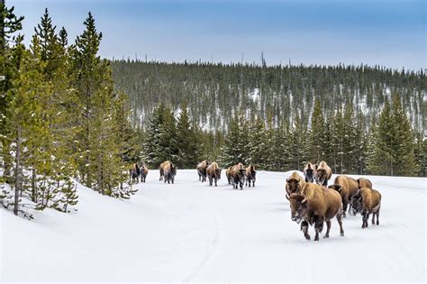 Escorted yellowstone winter packages  Take your Yellowstone experience to the “next level” with our award-winning Lodging & Learning packages or our engaging Adventure packages