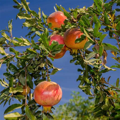 Eversweet pomegranate  Because these suckers will produce the same fruit as the original plant, you can remove them, or leave them to grow and let your shrub widen