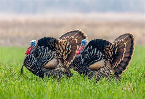 2024 Fall Hunt Guide - The National Wild Turkey Federation