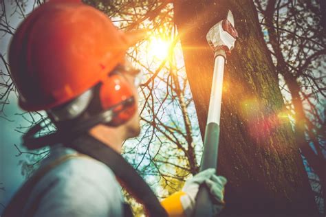 Federal way tree arborist consultation  We offer a full range of services for both residential and commercial clients