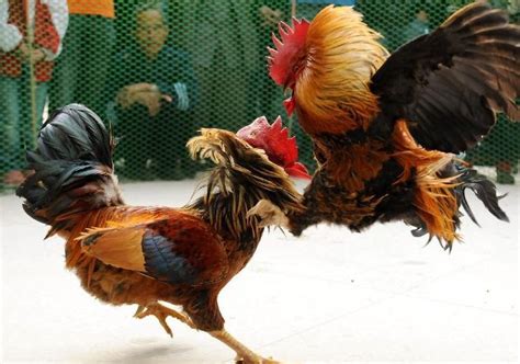 Fight academy sabong  They have a single comb, and their feathers come in various colors, including brown, black, and white