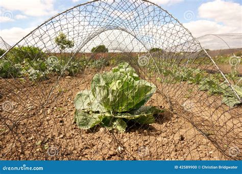 2024 Fine netting for cabbages - сельскаямолодёжь.рф