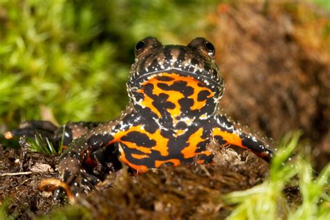 Fire toad echtgeld  Er wordt geen echt geld gebruikt