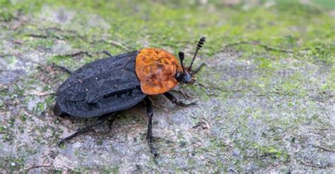 Flesh eating scarab beetle  The Flesh-Eating Beetles of Chicago's