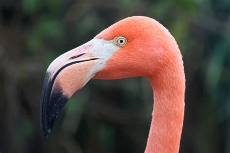 Flmamingo flamingo