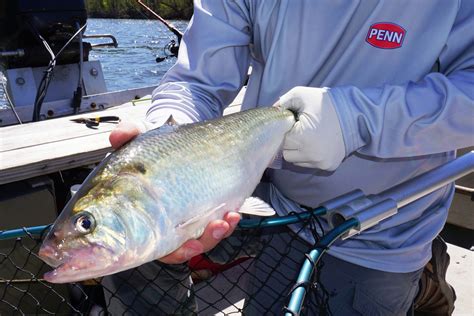 Florida black drum regulations  Largemouth bass